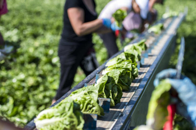 Menschen arbeiten auf einem Feld und ernten Salatköpfe, die auf einem Förderband transportiert werden. Personen tragen Arbeitshandschuhe. Im Hintergrund ist unscharf das grüne Feld zu sehen.