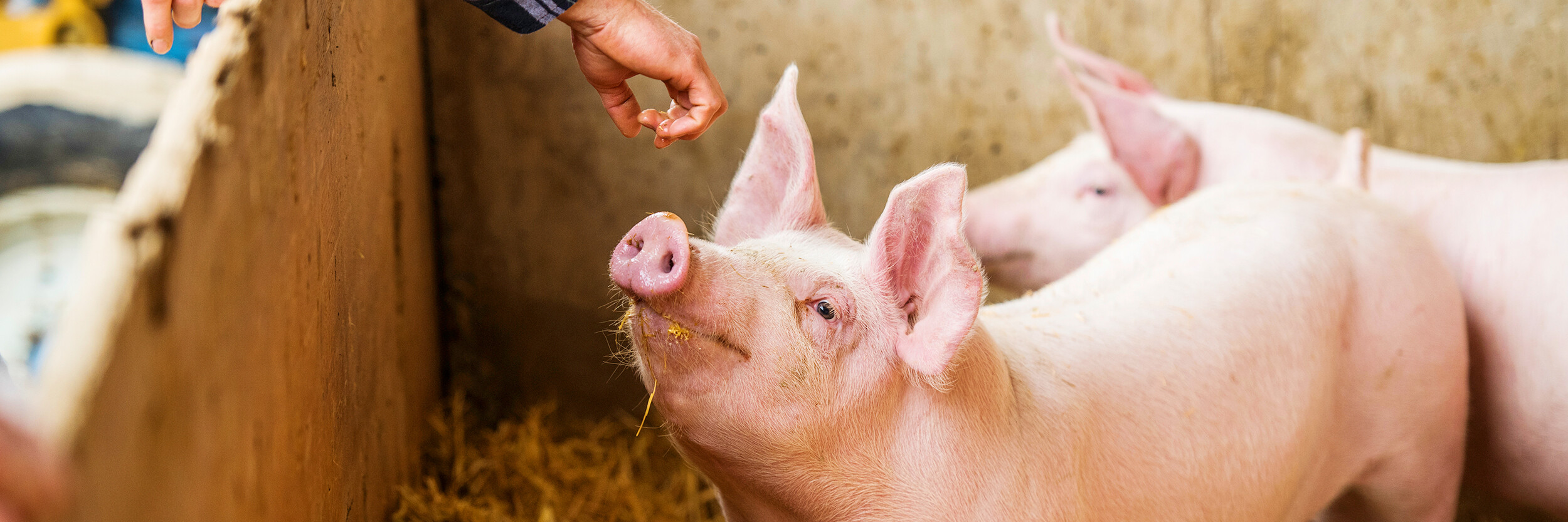 Ein Schwein hebt seinen Kopf, um einer ausgestreckten Hand nahe zu kommen, während es in einem mit Stroh bedeckten Gehege steht. Im Hintergrund sind weitere Schweine zu sehen.
