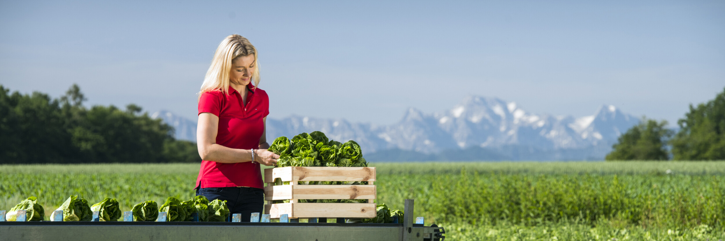 Eine Frau in rotem Poloshirt steht auf einem Feld und erntet Salatköpfe, die sie in eine Holzbox legt. Im Hintergrund sind grüne Felder und verschwommene Berggipfel zu sehen.