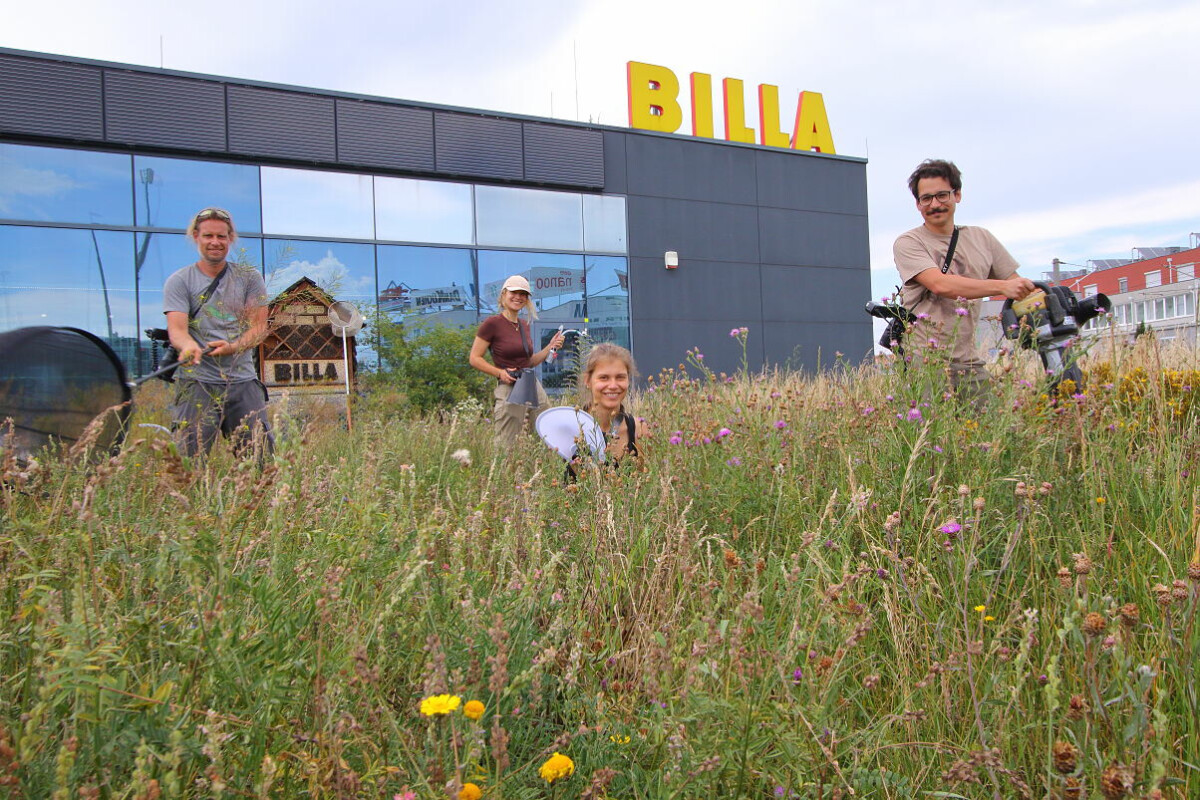 Über 800 Tierarten auf renaturierten Grünflächen bei BILLA nachgewiesen