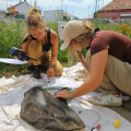 Die Karl-Franzens-Universität Graz, Institut für Zoologie, hat ein zoologisches Monitoring auf renaturierten Grünflächen bei BILLA Märkten durchgeführt. Die Ergebnisse zeigen, dass BILLA naturschutzfachlich hochwertigste Blühflächen auf mehreren Hektar geschaffen hat. Ein Rüsselkäfer (Lixus cinerascens) konnte erstmals in Mitteleuropa nachgewiesen werden.