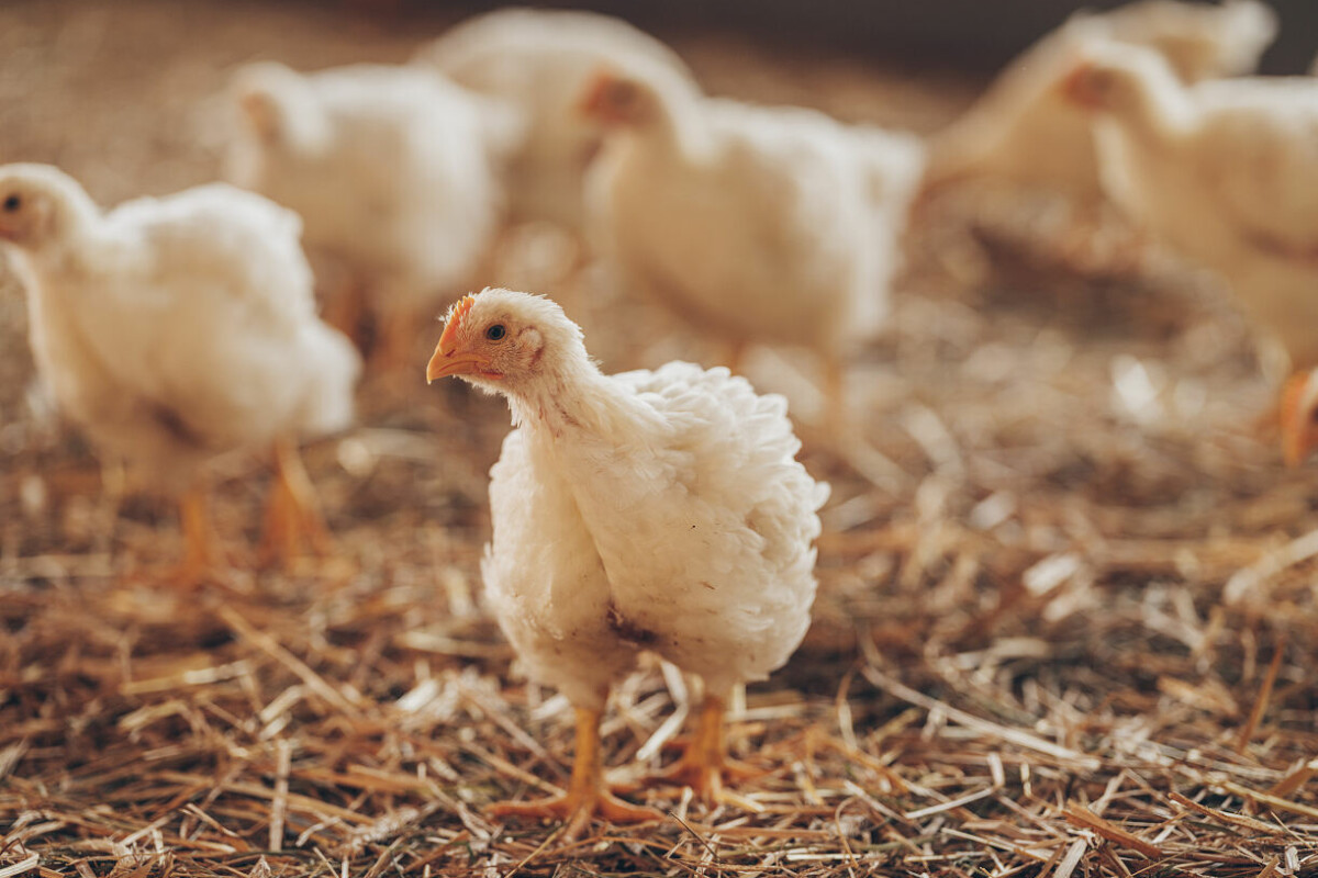 Ein kleines, weißes Küken steht im Vordergrund auf strohiger Bodenfläche, umgeben von weiteren Küken im Hintergrund.