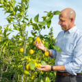 Reich an Vitamin C und erfrischend säuerlich erfreut sich die Zitrone hierzulande vor allem in der kalten Jahreszeit an großer Beliebtheit.