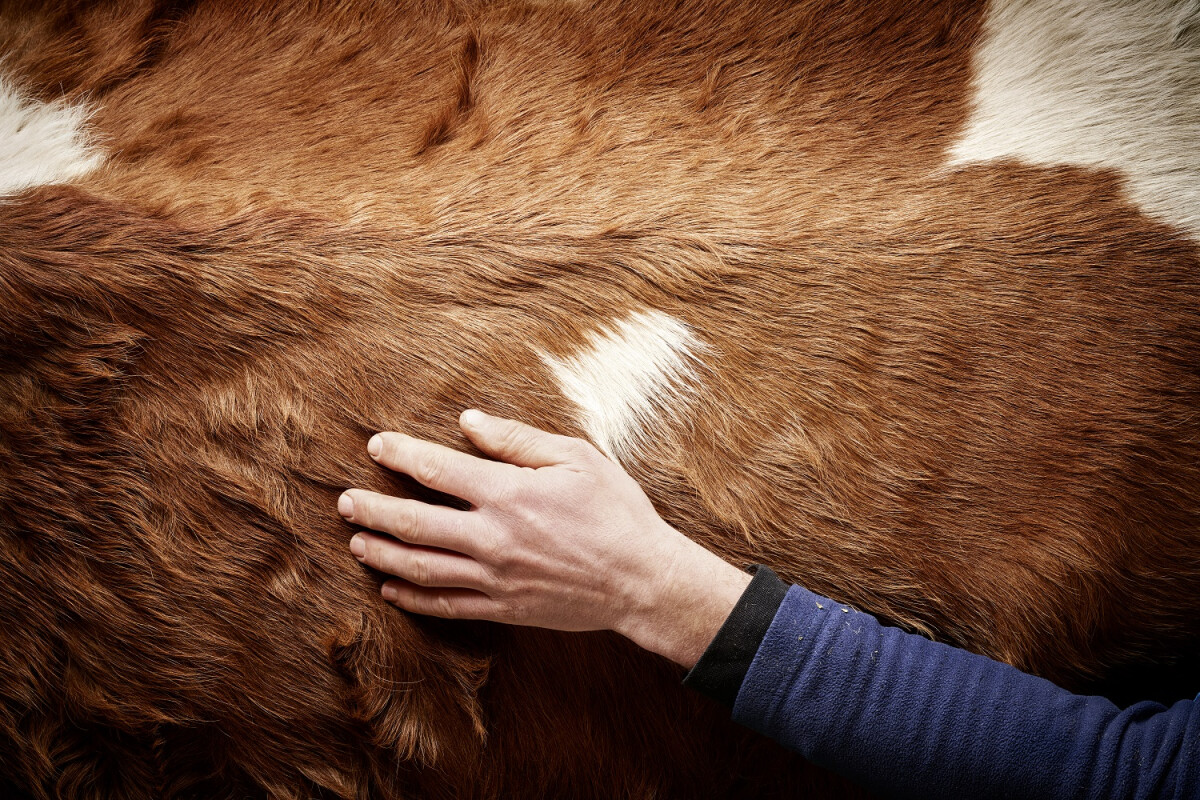 Die Initiative „Fair zum Tier“ etabliert Standards für artgemäße konventionelle Tierhaltung, die deutlich über den österreichischen Gesetzesvorgaben liegen.