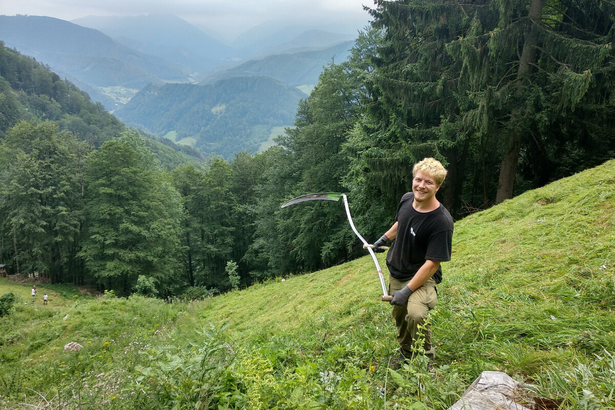 FLORA Region Steyrtal-Kalkalpen. Der Verein Bergwiesn erhält wertvolle wie gefährdete Bergmähwiesen.