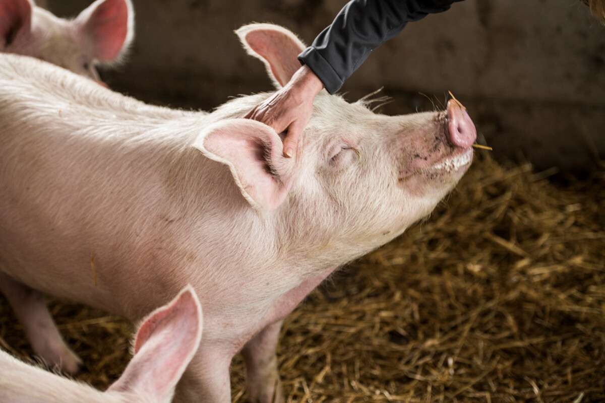 Vollspaltenböden sollten schnellstmöglich der Vergangenheit angehören und Förderungen nur noch in Haltungssysteme mit mehr Tierwohl fließen.