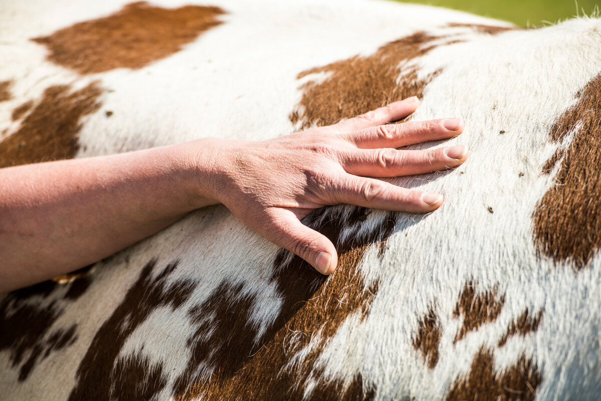 BILLA nimmt bei Kennzeichnung bereits Vorreiterrolle ein mit 100 Prozent Frischfleisch aus Österreich und Tierwohlprogrammen von Ja! Natürlich oder „Fair zum Tier“.