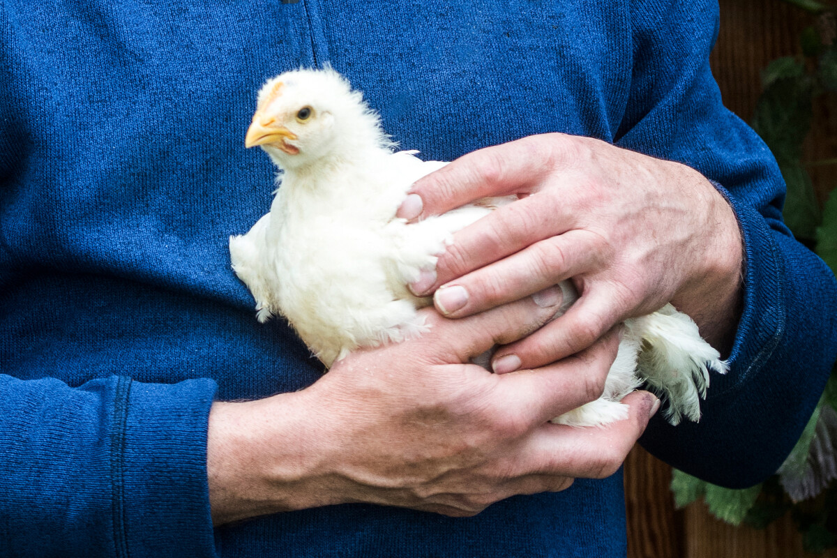 Tierwohl betrifft alle Nutztierarten – eine enge Zusammenarbeit mit der Landwirtschaft und allen Produzenten ist unabdingbar.