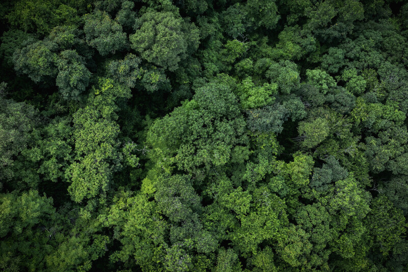 Luftaufnahme eines dichten grünen Waldes mit üppigem Baumkronen.