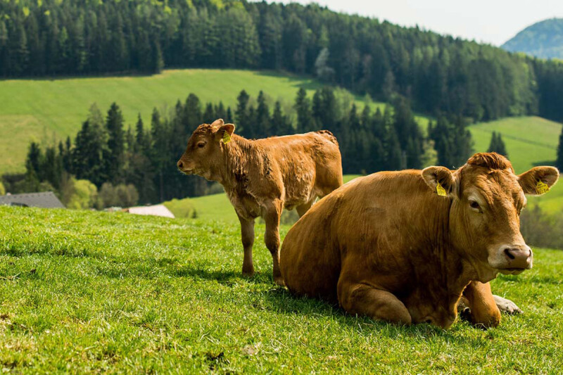 Zwei braune Kühe auf einer grünen Wiese mit einem bewaldeten Hügel im Hintergrund. Die größere Kuh liegt im Gras, während die kleinere Kuh steht.