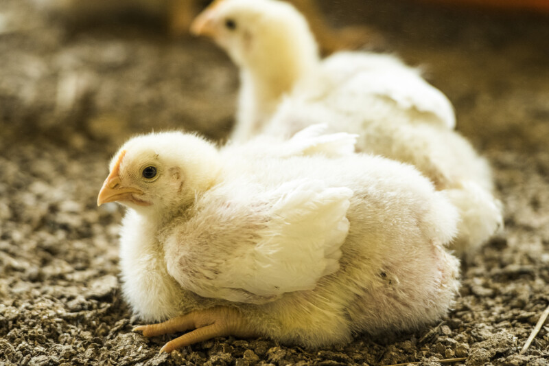 Two fluffy white chicks resting on a textured ground surface, with soft lighting creating a warm atmosphere.