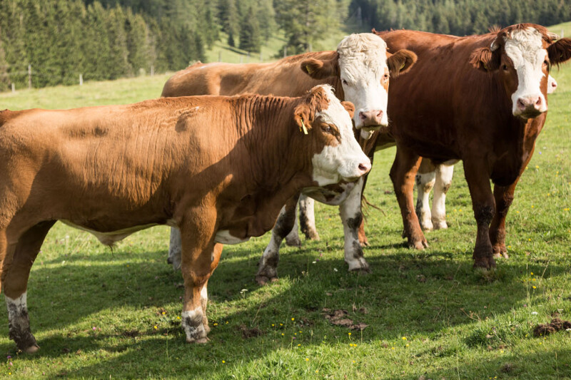 Three brown and white cows standing together on a grassy field with trees in the background.