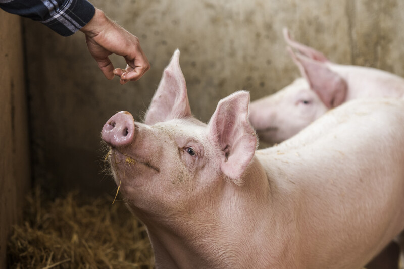 A person reaching out to feed two pigs who are standing in straw bedding in a barn. One pig looks up attentively at the hand.