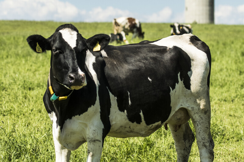 A black and white cow standing in a lush green field with more cows grazing in the background under a blue sky.