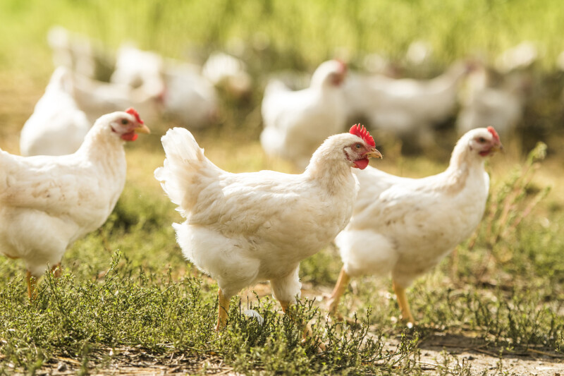 A group of white chickens walking and pecking on a grassy field with blurred greenery in the background.