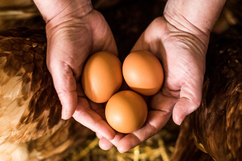 Hands gently holding four brown eggs, surrounded by blurred brown feathers.