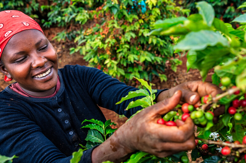 A person wearing a red headscarf and black shirt is happily picking red and green coffee cherries from a plant. They are surrounded by lush greenery in what appears to be a coffee plantation.