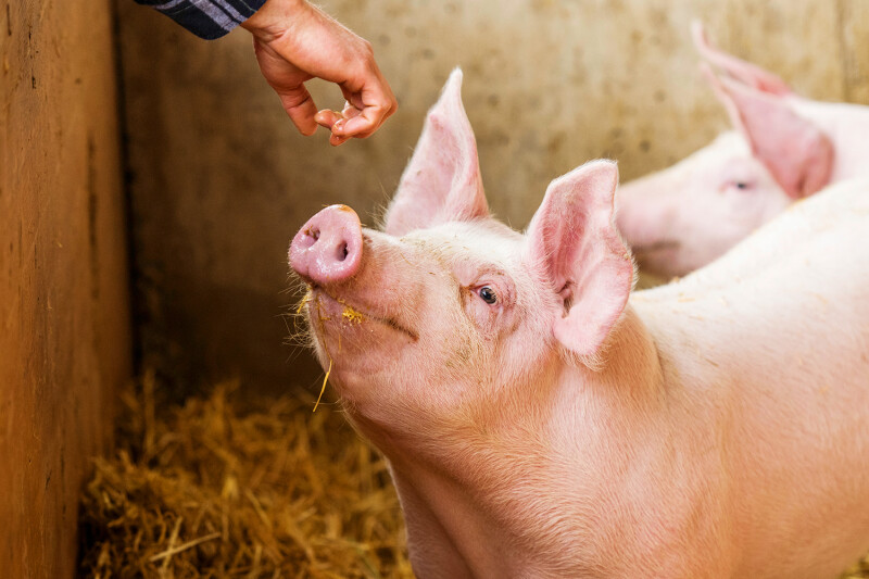 A pig has its snout lifted toward a hand feeding it, with two other pigs in the background standing on straw in a pen.