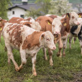 Calves on the free-range pasture