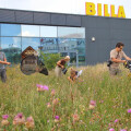 The Karl-Franzens University of Graz, Institute of Zoology, has carried out zoological monitoring on renaturalized green spaces at BILLA stores. The results show that BILLA has created flowering areas of the highest nature conservation value over several hectares. A weevil (Lixus cinerascens) was detected for the first time in Central Europe.