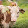 Organic dairy cow on the free-range pasture