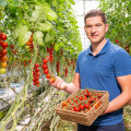 A person in a blue shirt holding a basket of cherry tomatoes in a greenhouse filled with tomato plants. Rows of ripe tomatoes hang from vines, supported by a hydroponic setup. The atmosphere is bright and lush.