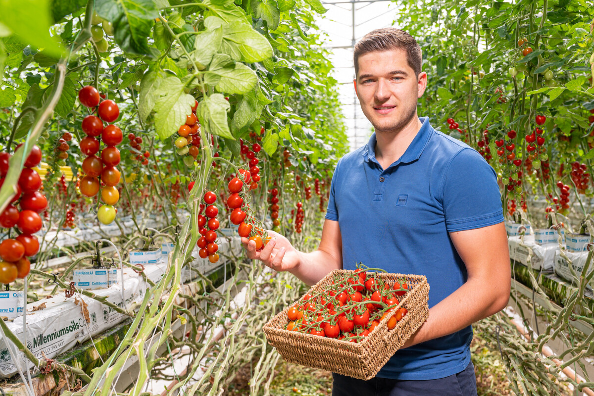 A person in a blue shirt holding a basket of cherry tomatoes in a greenhouse filled with tomato plants. Rows of ripe tomatoes hang from vines, supported by a hydroponic setup. The atmosphere is bright and lush.