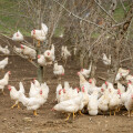 Happy hens - happy Easter: Organic share of eggs continues to grow