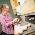 Happy hens - happy Easter: Organic share of eggs continues to grow