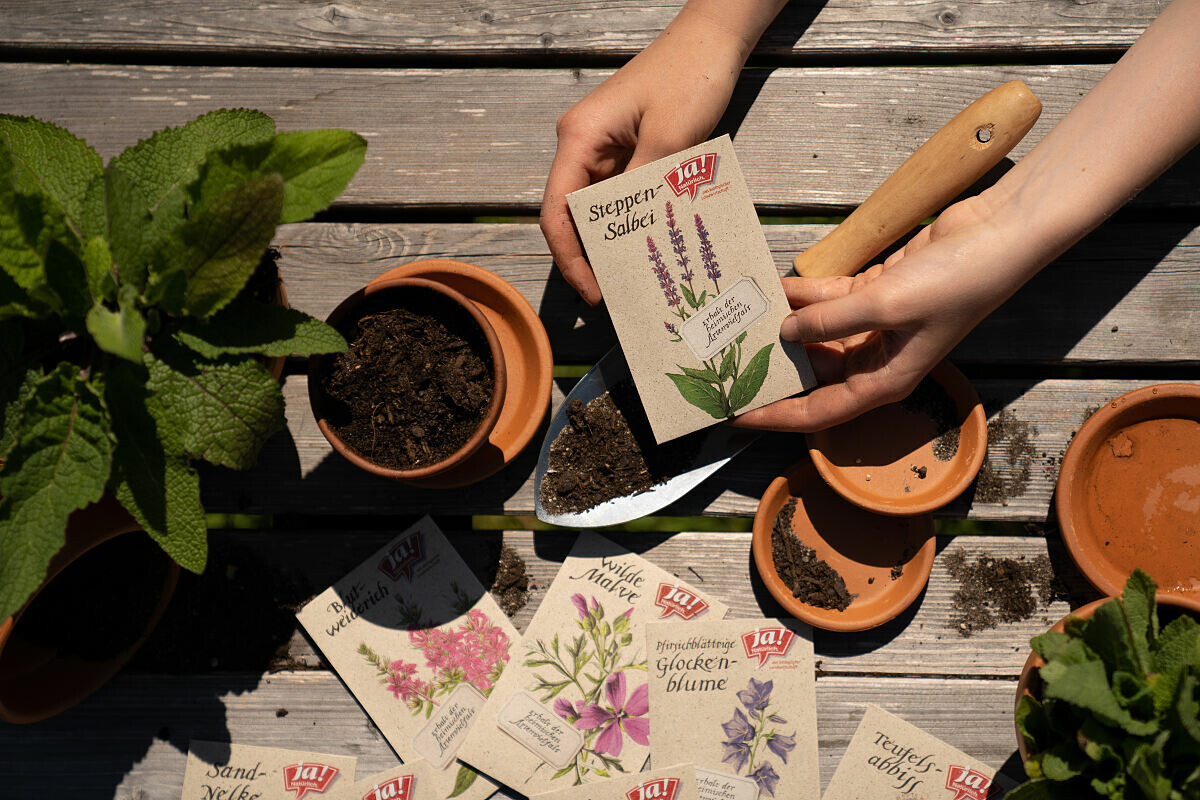 Hands holding a seed packet with potted soil, terracotta pots, a trowel, and additional seed packets on a wooden surface. Sunlight casts soft shadows on the scene.