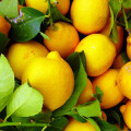 The first lemons from Austria are available at BILLA