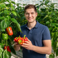 Customers throughout Austria can now find fresh cucumbers and crunchy peppers from Burgenland at BILLA, MERKUR, ADEG and PENNY