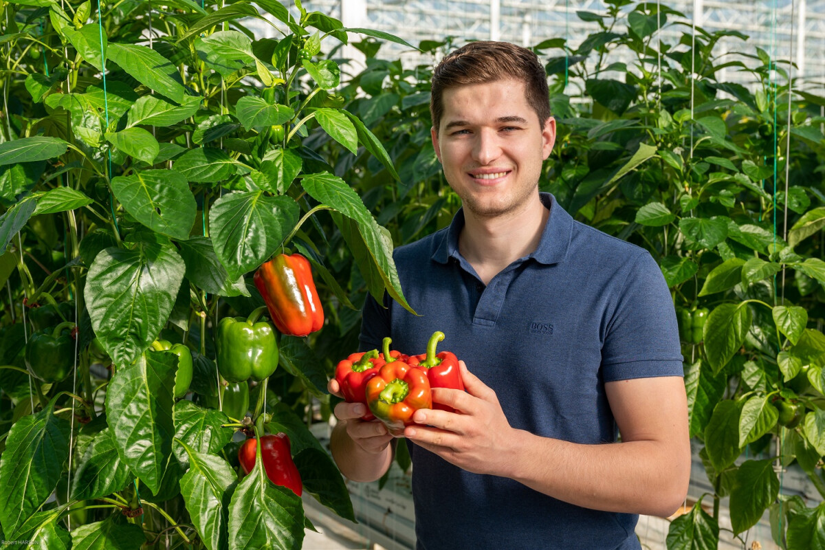 Customers throughout Austria can now find fresh cucumbers and crunchy peppers from Burgenland at BILLA, MERKUR, ADEG and PENNY