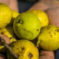 Picking pears.