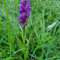 Orchid splendour on Lake Wörthersee. The picture shows Dactylorhiza incarnata.