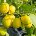 As the lemon tree is a heat-loving plant, the lemon trees are moved into the greenhouse for the winter months before the first frost.