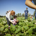 On site, families from the Vienna area had the opportunity to see with their own eyes where the vegetables come from.