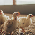 Hofstädter „Fair zum Tier“ Hendlfleischprodukte sind nun in allen BILLA und BILLA PLUS Märkten österreichweit in neuer Tierwohl-Qualitätsstufe „MEHRwohl“ erhältlich.