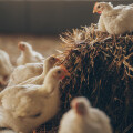 Hofstädter „Fair zum Tier“ Hendlfleischprodukte sind nun in allen BILLA und BILLA PLUS Märkten österreichweit in neuer Tierwohl-Qualitätsstufe „MEHRwohl“ erhältlich.