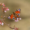 The peacock butterfly is butterfly of the year 2024