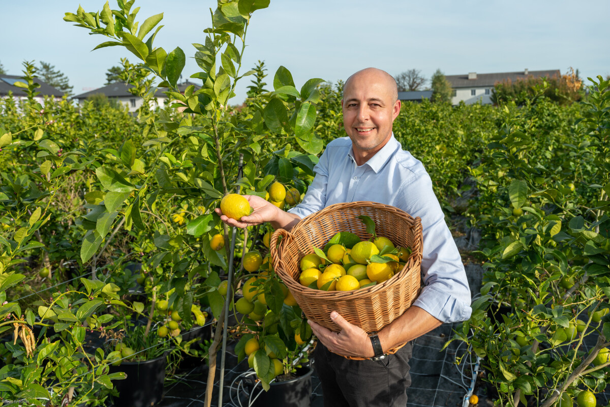 Thomas Zopf (Leitung Vertrieb) freut sich über die Zitronen aus heimischem Anbau im niederösterreichischen Münchendorf.