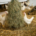 Glückliche Hühner – frohe Ostern: Bio-Anteil bei Eiern wächst weiter