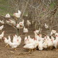 Glückliche Hühner – frohe Ostern: Bio-Anteil bei Eiern wächst weiter