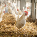 Happy hens - happy Easter: Organic share of eggs continues to grow