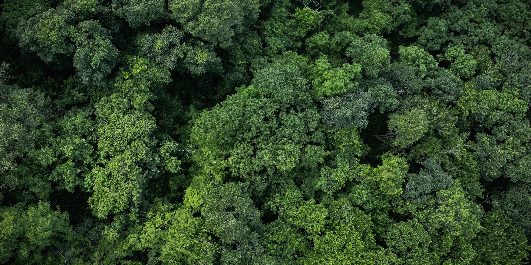 Saftig grüner Wald in Vogelperspektive
